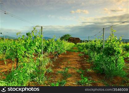 Vineyard in france on sunrise