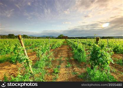 Vineyard in france on sunrise