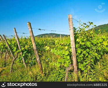 vineyard in France. vineyard