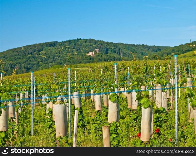 vineyard in France. vineyard