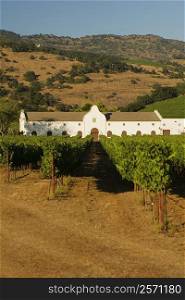 Vineyard in front of a building