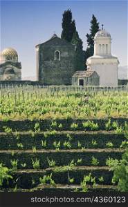 Vineyard in front of a church, Sicily, Italy