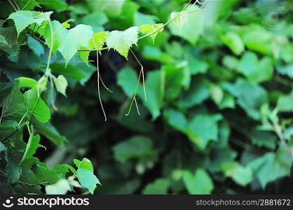 Vineyard in height of summer. green leaves