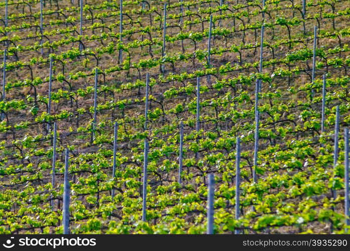 Vineyard in italian countryside in earl spring