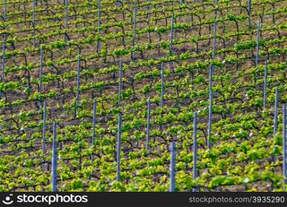 Vineyard in italian countryside in earl spring