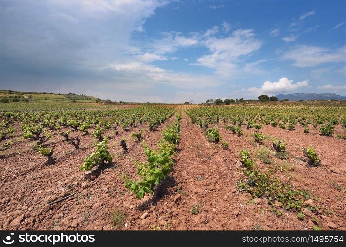Vineyard in La rioja, Spain.
