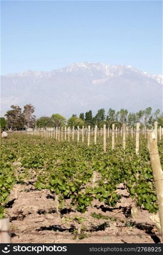 vineyard in Mendoza, Argentina