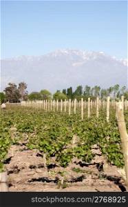 vineyard in Mendoza, Argentina