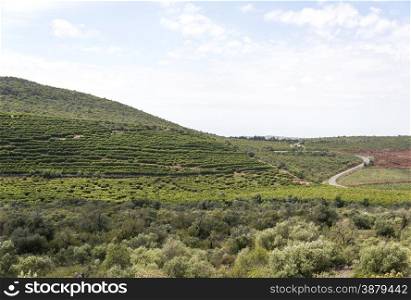 vineyard in portugal algarve area