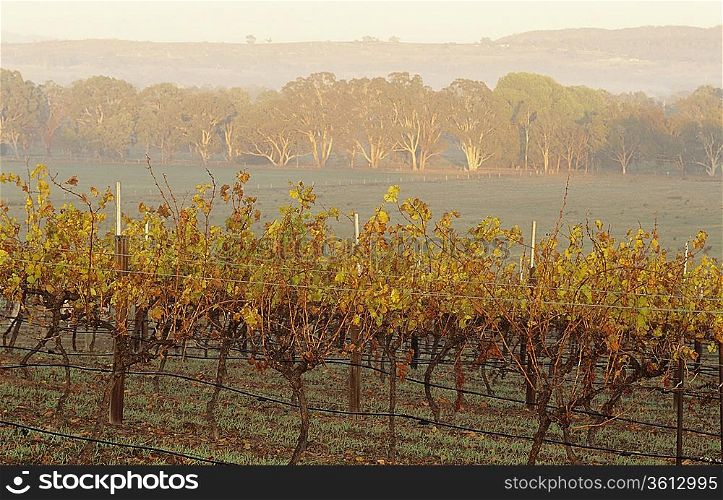 Vineyard in rural landscape, Victoria, Australia