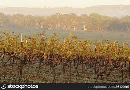 Vineyard in rural landscape, Victoria, Australia