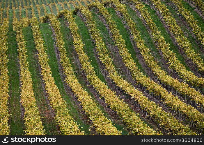 Vineyard in Santa Maria California