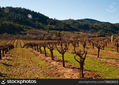 Vineyard in Sonoma California