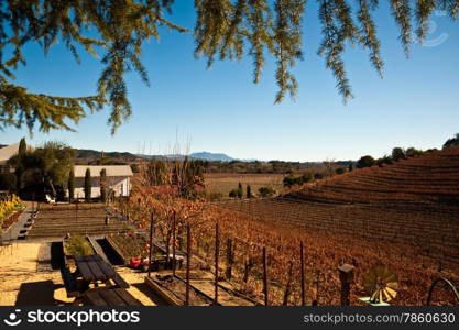 Vineyard in Sonoma California