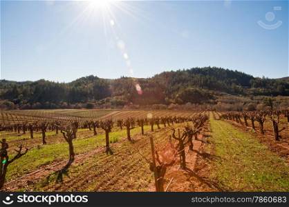 Vineyard in Sonoma California