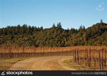 Vineyard in Sonoma County, California