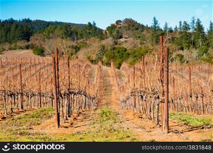 Vineyard in Sonoma County, California
