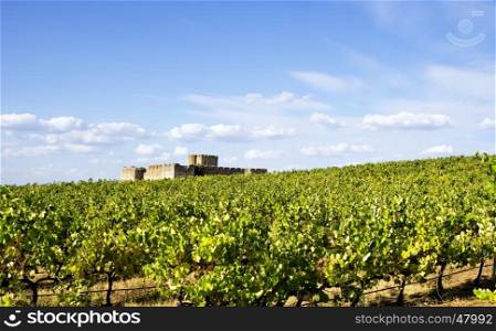 vineyard in south of Portugal, Alentejo region