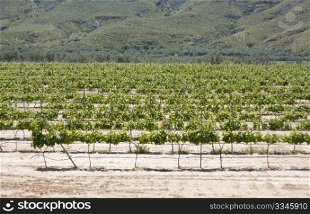Vineyard in Spain.