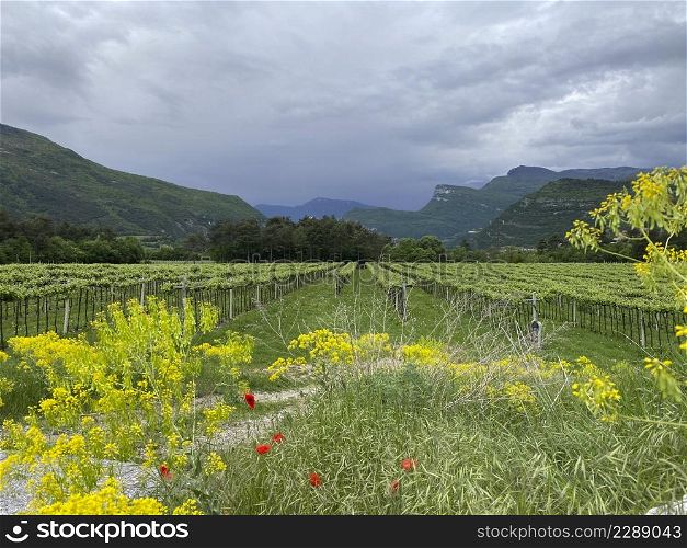vineyard in springtime, black numb in Trentino Valley
