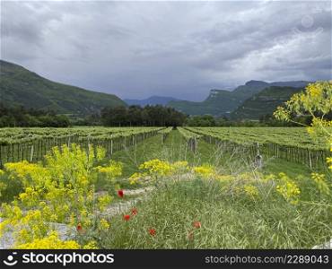 vineyard in springtime, black numb in Trentino Valley