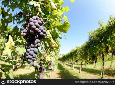 Vineyard in springtime, in foreground red grape fruits, Piedmont hills, north Italy.