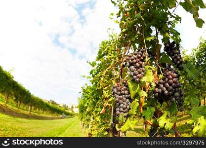 Vineyard in springtime, in foreground red grape fruits, Piedmont hills, north Italy.