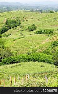Vineyard in springtime, Piedmont hills, north Italy.