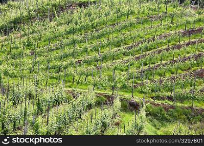 Vineyard in springtime, Piedmont hills, north Italy.