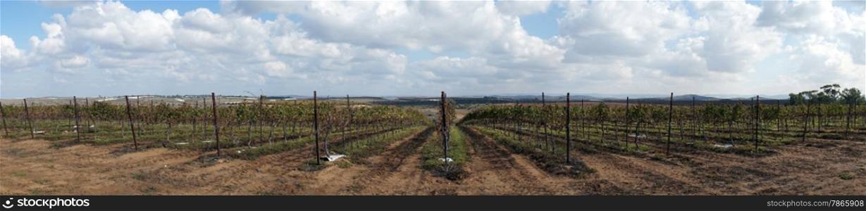 Vineyard in the autumn in rural Israel