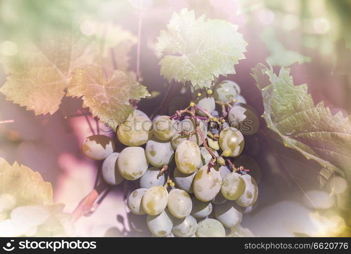 Vineyard in the autumn season