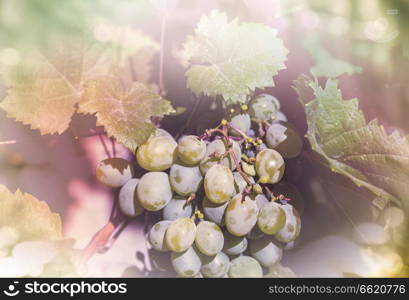Vineyard in the autumn season