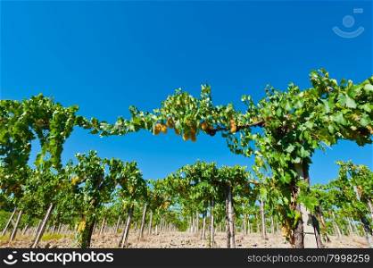 Vineyard in the Chianti Region of Italy