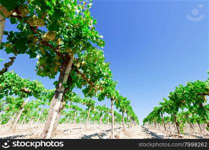 Vineyard in the Chianti Region of Italy