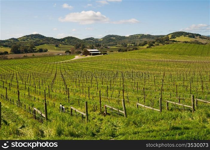 Vineyard in the early spring, Carneros Region, Napa, California