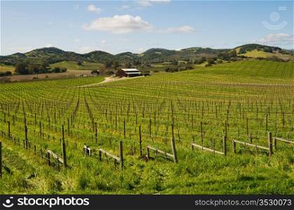 Vineyard in the early spring, Carneros Region, Napa, California