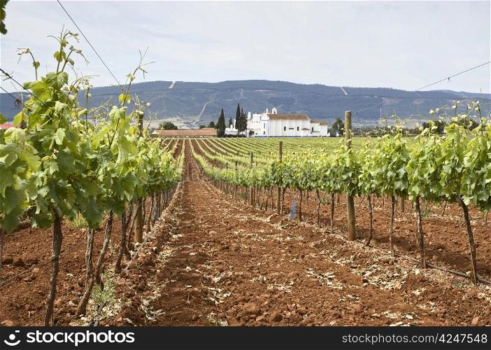 Vineyard in the fruit set season, Borba, Alentejo, Portugal