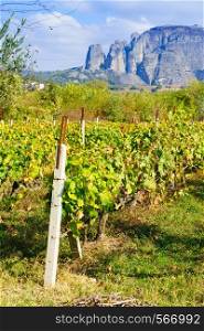 Vineyard in the Greek province. Flourishing vines during summertime warm weather in sunlight. Vineyard in Greek province