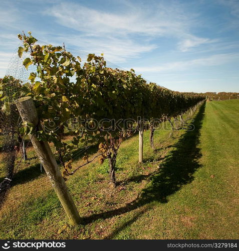 Vineyard in the Hamptons