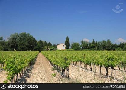 Vineyard in the Provence, France in early summer