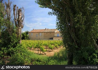 Vineyard in the Provence, France in early summer
