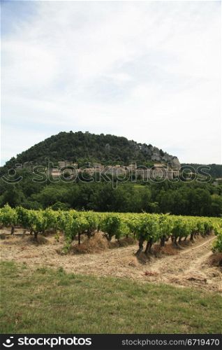 Vineyard in the Provence, France in the summer