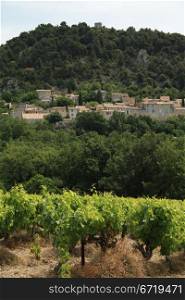 Vineyard in the Provence, France in the summer