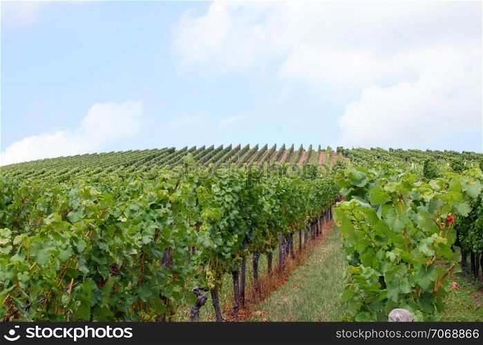 Vineyard in the summer, with blue sky and clouds