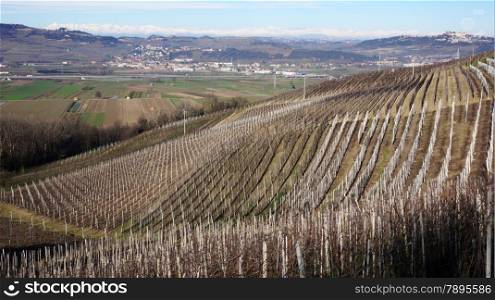 Vineyard in the village of Serralunga d&rsquo;Alba, Italy