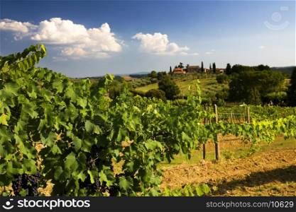 vineyard in tuscany, Italy