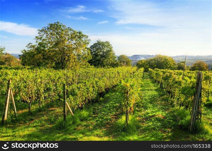 Vineyard in Tuscany, Italy. Picturesque wine farm. Ripe grapes. Vineyard in Tuscany, Ripe grapes