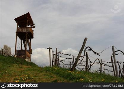 Vineyard Landscape in Styria Austria