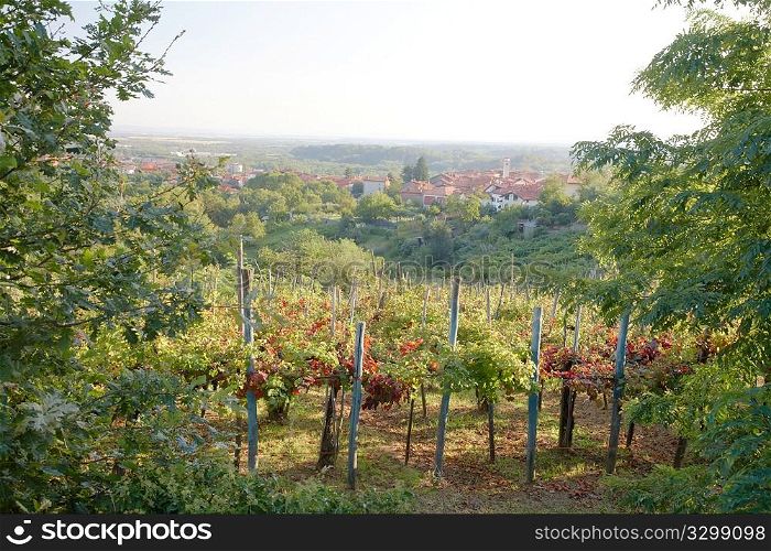 Vineyard landscape in summertime, Piedmont hills, north Italy.