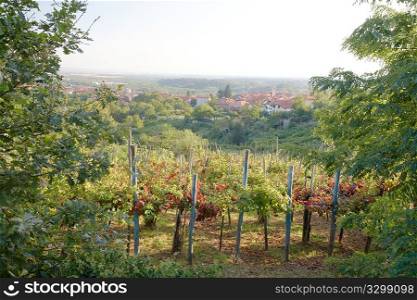 Vineyard landscape in summertime, Piedmont hills, north Italy.